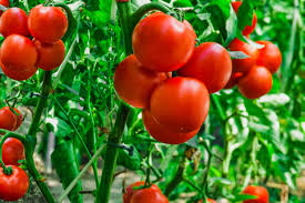 Indeterminate plants continue growing throughout the season and produce tomatoes throughout. What Is A Determinate Or Indeterminate Tomato