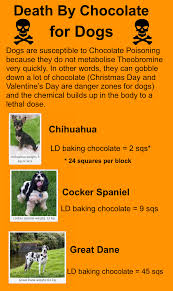 Maybe you would like to learn more about one of these? Death By Chocolate For Dogs Mathspig Blog