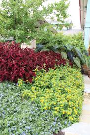 Coleus premium sun crimson gold plant with one plastic pot. The Power Of Annuals Heartlandgardening