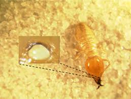 Description:lowcountry termite & pest control is a locally owned and operated, christian based company, servicing the greater charleston area on all pest control and termite services. Destination Bahamas Pct Pest Control Technology