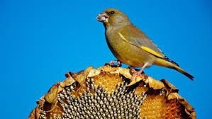 Heimische Gartenvogel Erkennen Ndr De Ratgeber Garten