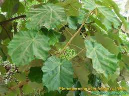 Image result for Pterospermum acerifolium