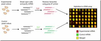 Dna Microarray Definition And Principle Biology Exams 4 U Dna Microarray Molecular Biology Definitions