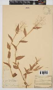 Image result for Panicum brevifolium