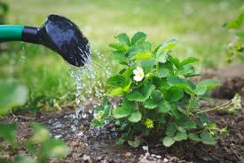 Here's the easiest way to water a container garden if you don't have drip or a hose bib. Strawberry Irrigation Guide How Much Water Do Strawberries Need