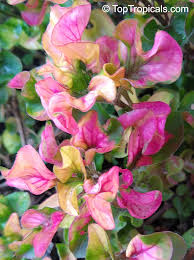 Space them anywhere between 4 to 12 inches apart. Alternanthera Ficoidea Calico Plant Joseph S Coat Joyweed Toptropicals Com