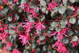 Feb 24, 2009 · early blooming, low chilling varieties face a significant danger from spring freezes, but they provide very early ripening fruit in south georgia in years when they are not frozen out. 15 Low Maintenance Shrubs This Old House