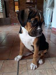 Boxer Tricolor Home Facebook