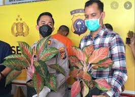 2,827 likes · 9 talking about this. Tips Agar Tidak Tertipu Saat Beli Aglonema Atau Tanaman Hias Online Travel Jaya