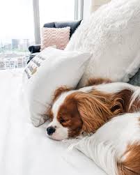 If I Lay Here Real Still Do You Think I Can Pass As A Pillow In 2020 Cavalier King Charles Dog Cavalier King Charles Spaniel King Charles Dog