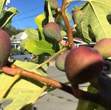 To view varieties in the violette de bordeaux family, click here. Violette De Bordeaux So Excited To Try These Figs