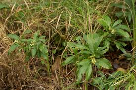 Image result for Chazaliella abrupta