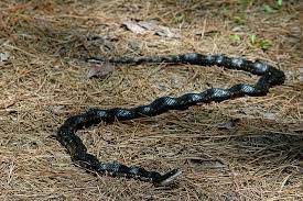 Chicken Snake 8253 Snake Mississippi Cotton Mouth