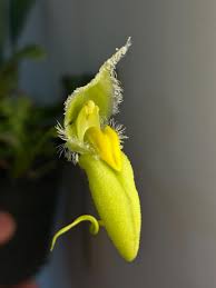 Image result for Bulbophyllum burttii
