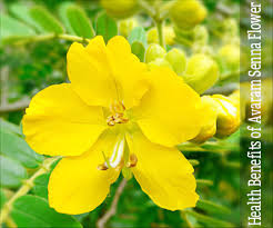 Through this lesson learn flower names in kannada. Health Benefits Of Avaram Senna Flower