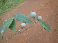 Image result for Pentadiplandra brazzeana