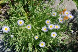 Image result for Eriosema angolense