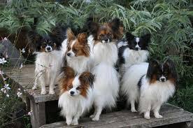 Antifreeze poisoning in cats can result in death. Antifreeze Poisoning In Pets Holvet