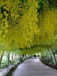 Laburnum Arch Bodnant Garden In Wales Wales Has Been On My List For A Long Time Beautiful Tree Beautiful Nature Scenery