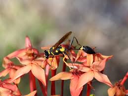 However, you may be extremely careful using this tool, as it contains hi dear reader! Mud Dauber Pest Library Rose Pest Solutions