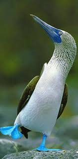 Bird With Blue Feet Galapagos Pin On Wanderlust The Americas