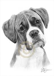 Boxer Pencil Drawing Print A4 A3 Signed By Uk Artist Pet Portrait Dog Ebay Boxer Dogs Art Dog Pencil Drawing Animal Drawings