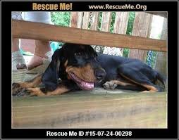 Black And Tan Coonhound Rescue North Carolina Black And Tan Coonhound Rescue Adoptions Rescueme Org Coonhound Black And Tan Post Animal