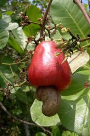 Cashew nut fruit seeds, 3 fresh thai cashew nut fruit seeds, anacardium occidentale. Cashew Fruit Cashew Tree Cashew Apple Cashews Growing