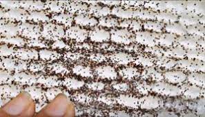 Insect Droppings Identification