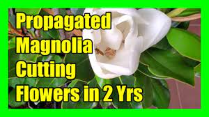 Перевод не получился по техническим причинам. How To Grow Frangipani From Cuttings Frangipani Plumeria Propagation Youtube