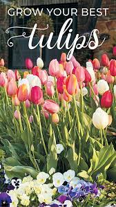 Grow Your Best Tulips Ever Tulips Garden Planting Tulips Flower Garden Design