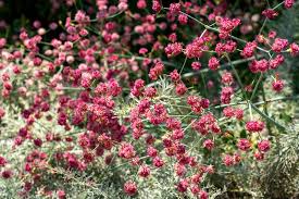 Image result for Eriosema angolense