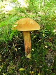Boletus Subvelutipes Bolet A Pied Velu Red Mouth Bolete Bolet Photos De Champignons Photos