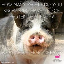 Americaforanimals Vegan Animals Ethical Vegan Animals