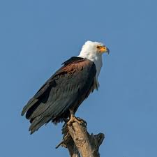 Check spelling or type a new query. African Fish Eagle Wikipedia