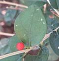 Image result for Erythrococca menyharthii
