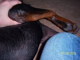 Calluses do perform a service, but it can be lessened. Pimple And Hair Loss Doberman Forum Doberman Breed Dog Forums