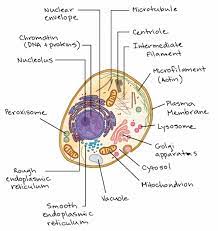 Maybe you would like to learn more about one of these? Plant Vs Animal Cells Review Article Khan Academy