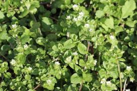Die vogelmiere ist bekannt als hartn�ckiges kraut, das schon so manchen g�rtner zur verzweiflung. Vogelmiere Stellaria Media Pflanzenwiki
