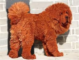 1 Million For World S Most Expensive Dog Expensive Dogs Most Expensive Dog Red Tibetan Mastiff