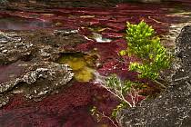 Image result for Podostemaceae