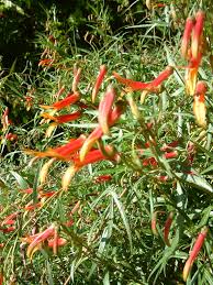 Image result for Scleria laxiflora