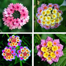 Beautiful Shrub Verbena Flower Seeds 100pcs Pack Lantana Camara Flower Seeds Lily Flower Seeds
