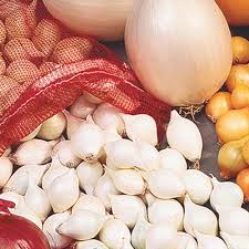 Buy onion plants and get the best deals at the lowest prices on ebay! Onion Plants Onion Sets For Sale Shop Bulbs More Gurney S