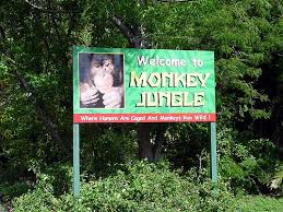 We did not find results for: Monkey Jungle Wikipedia