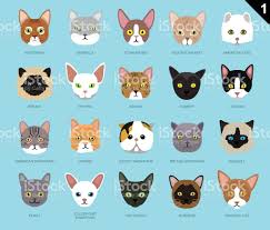Animal Faces Eps10 File Format Face Icon Cartoon Cat Cat Face