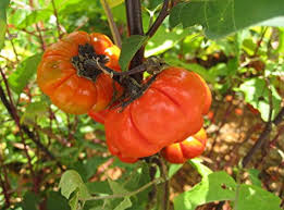 Careful when handling this plant: Pumpkin On A Stick Ornamental Eggplant Yes Eggplant Gardensall Ornamentals