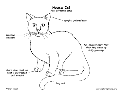 Schematic representation of a domestic cat. Cat