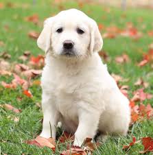 Golden retriever puppies idaho for sale. Pin By Daisha On Awww Golden Retriever Retriever Puppy Golden Retriever Breeder