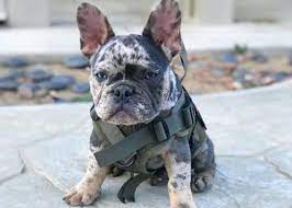 We did not find results for: What Do You Know About French Bulldog Colors K9 Web